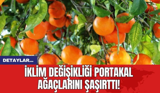 İklim Değişikliği Portakal Ağaçlarını Şaşırttı!