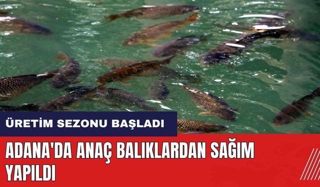 Adana'da anaç balıklardan sağım yapıldı