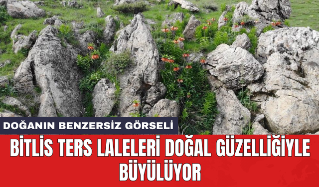 Bitlis ters laleleri doğal güzelliğiyle büyülüyor