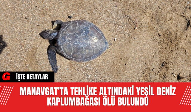 Manavgat'ta Tehlike Altındaki Yeşil Deniz Kaplumbağası Ölü Bulundu