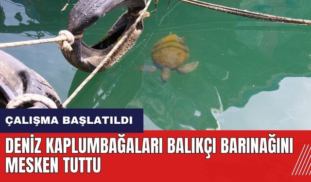 Mersin'de deniz kaplumbağaları balıkçı barınağını mesken tuttu