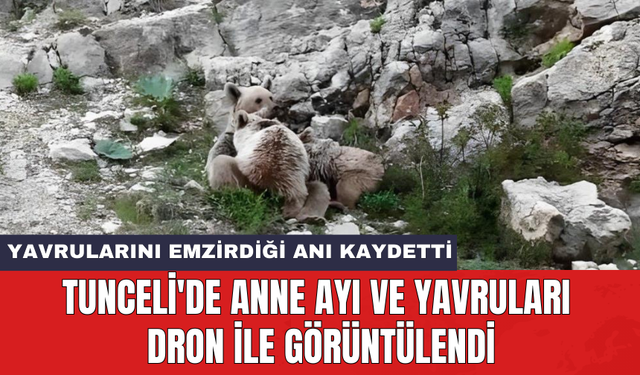 Tunceli'de anne ayı ve yavruları dron ile görüntülendi