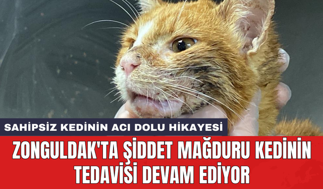 Zonguldak'ta şiddet mağduru kedinin tedavisi devam ediyor
