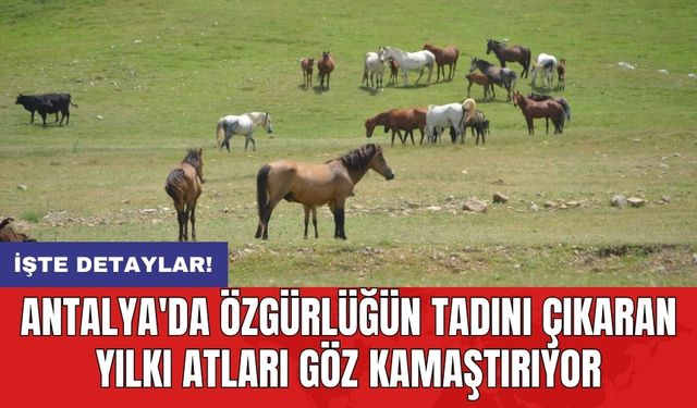 Antalya'da özgürlüğün tadını çıkaran yılkı atları göz kamaştırıyor