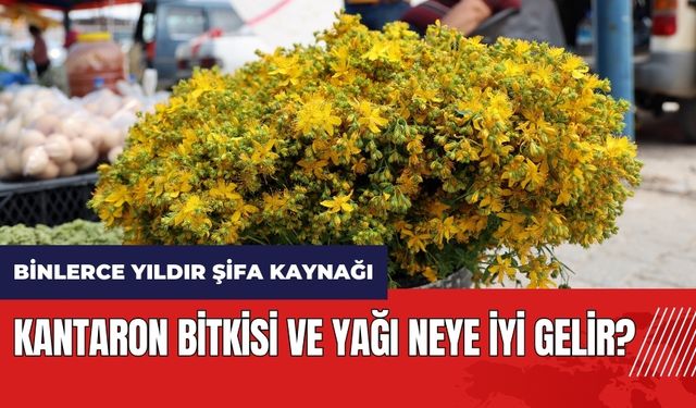 Binlerce yıldır şifa kaynağı kantaron neye iyi gelir?