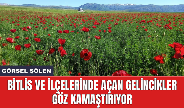 Bitlis ve ilçelerinde açan gelincikler göz kamaştırıyor