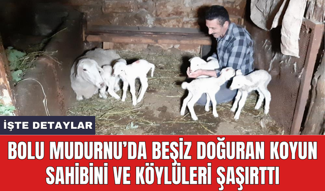 Bolu Mudurnu’da beşiz doğuran koyun sahibini ve köylüleri şaşırttı