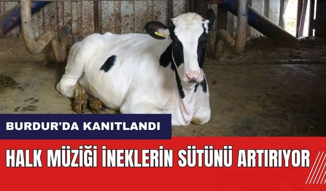 Burdur'da kanıtlandı: Halk müziği ineklerin sütünü artırıyor