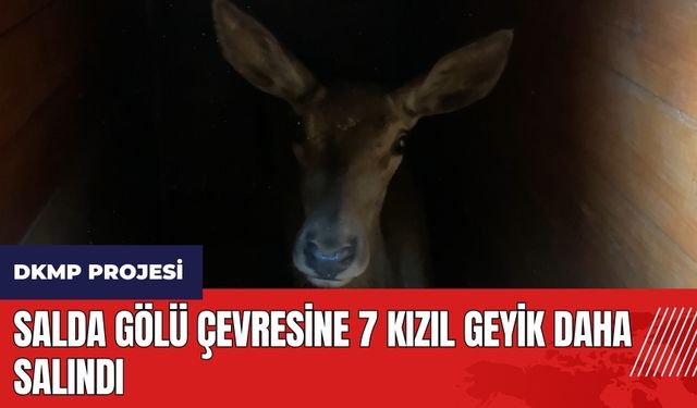 Burdur'da Salda Gölü çevresine 7 Kızıl Geyik daha salındı