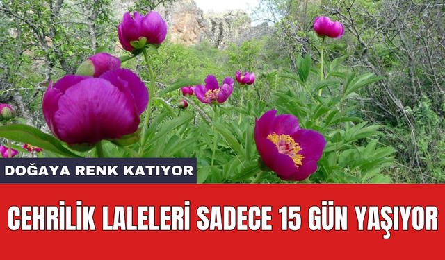 Cehrilik laleleri sadece 15 gün yaşıyor