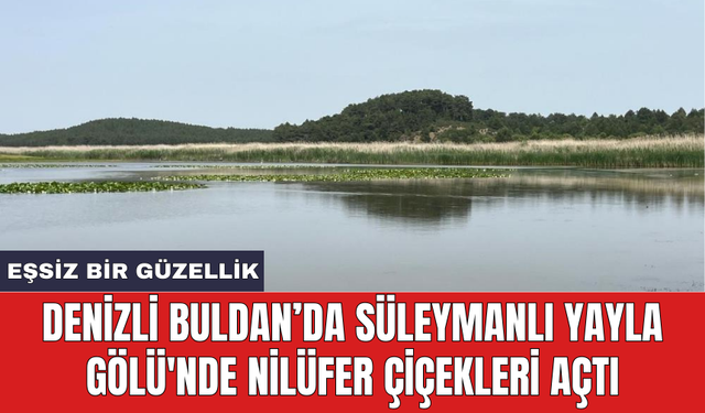 Denizli Buldan’da Süleymanlı Yayla Gölü'nde nilüfer çiçekleri açtı