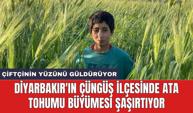 Diyarbakır'ın Çüngüş ilçesinde Ata tohumu büyümesi şaşırtıyor