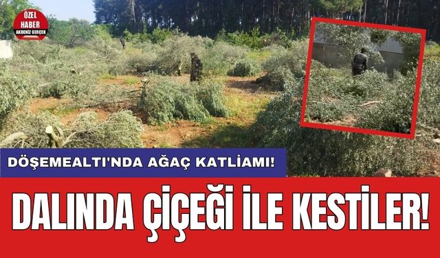 Döşemealtı'nda ağaç katliamı: Dalında çiçeği ile kestiler!