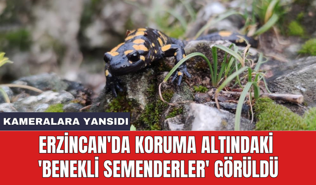 Erzincan'da koruma altındaki 'Benekli Semenderler' görüldü