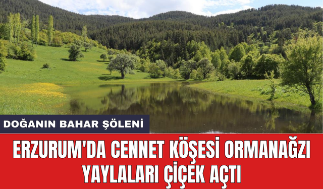 Erzurum'da cennet köşesi Ormanağzı yaylaları çiçek açtı