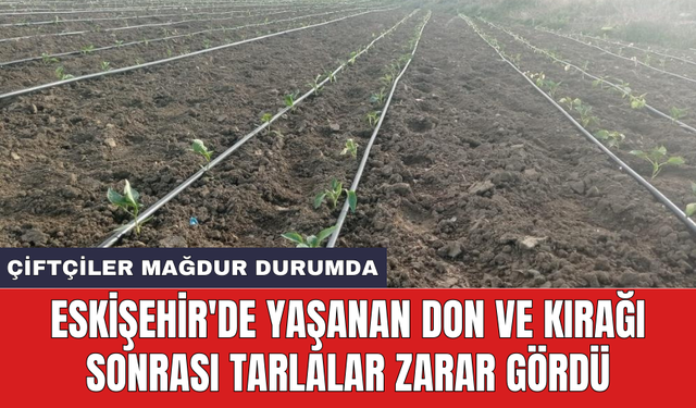 Eskişehir'de yaşanan don ve kırağı sonrası tarlalar zarar gördü