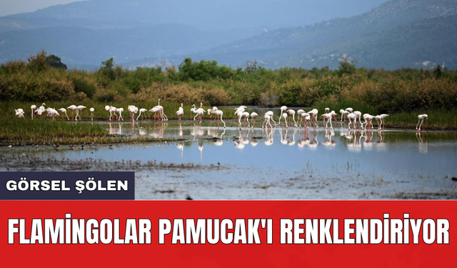 Flamingolar Pamucak'ı renklendiriyor