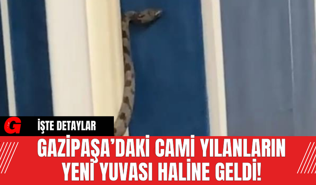 Gazipaşa’daki Cami Yılanların Yeni Yuvası Haline Geldi!