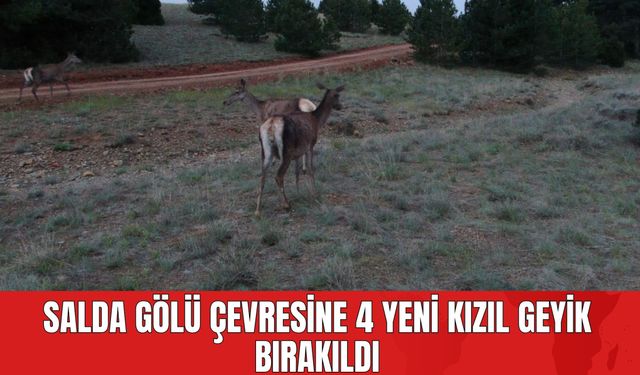 Salda Gölü Çevresine 4 Yeni Kızıl Geyik Bırakıldı