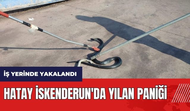 Hatay İskenderun'da yılan paniği! İş yerinde yakalandı