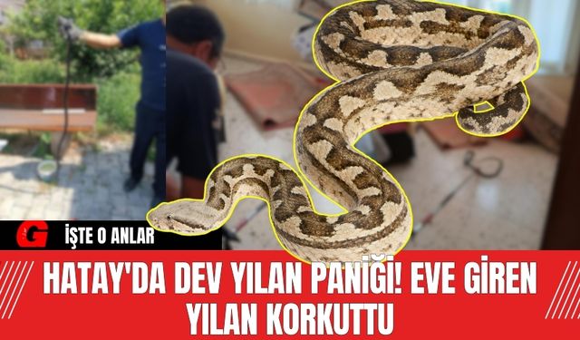 Hatay'da dev yılan paniği! Eve giren yılan korkuttu