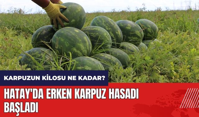 Hatay'da erken karpuz hasadı başladı! Karpuzun kilosu ne kadar?