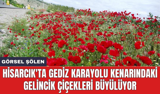 Hisarcık'ta Gediz karayolu kenarındaki gelincik çiçekleri büyülüyor