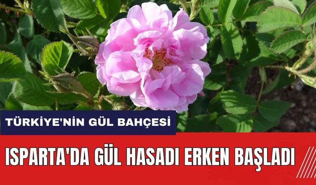 Isparta'da gül hasadı erken başladı