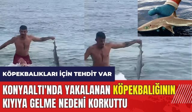 Konyaaltı'nda yakalanan köpekbalığının kıyıya gelme nedeni korkuttu