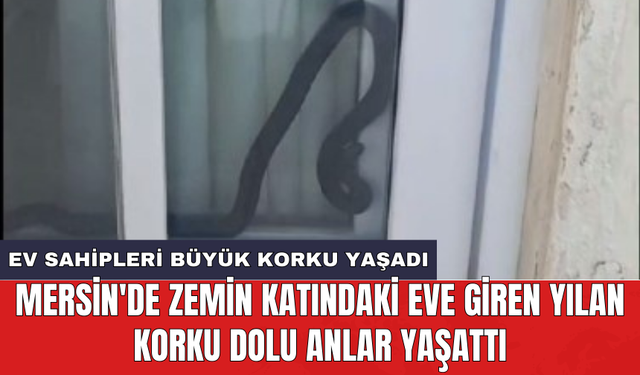 Mersin'de zemin katındaki eve giren yılan korku dolu anlar yaşattı