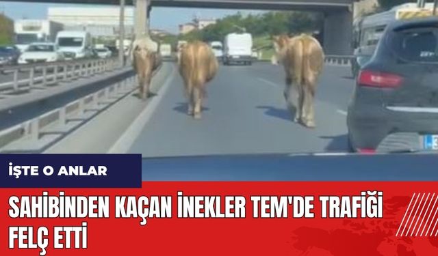 Sahibinden kaçan inekler TEM'de trafiği felç etti