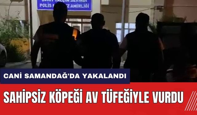 Sahipsiz köpeği av tüfeğiyle vurdu! Cani Samandağ'da yakalandı