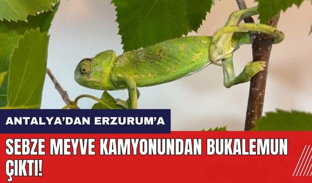 Sebze meyve kamyonundan bukalemun çıktı!