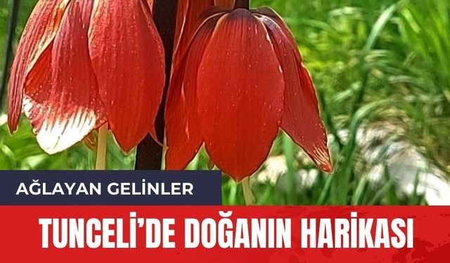 Tunceli'nin doğa harikası! Dokunmaya kıyamıyorlar