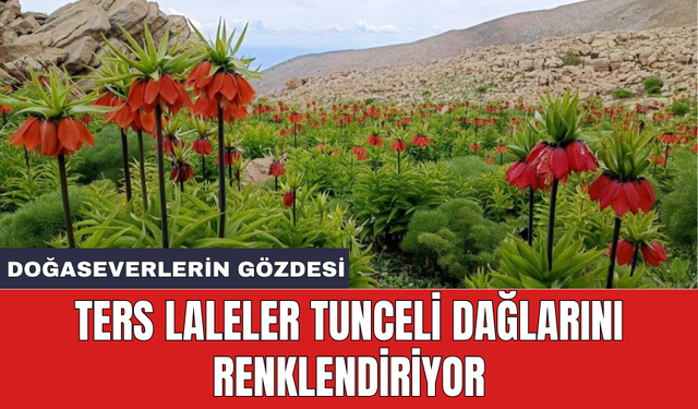 Ters laleler Tunceli dağlarını renklendiriyor