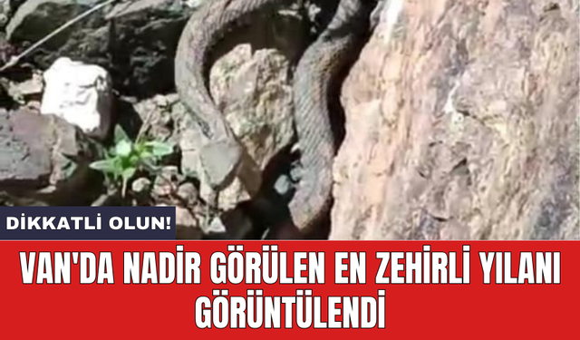 Van'da nadir görülen en zehirli yılanı görüntülendi