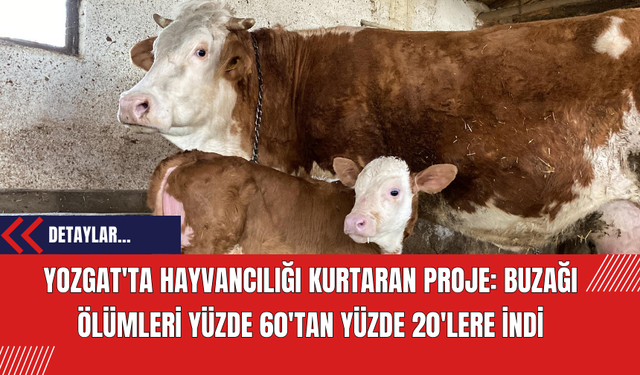 Yozgat'ta Hayvancılığı Kurtaran Proje: Buzağı Ölümleri Yüzde 60'tan Yüzde 20'lere İndi