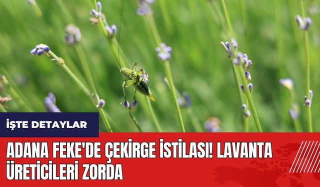 Adana Feke'de çekirge istilası! Lavanta üreticileri zorda