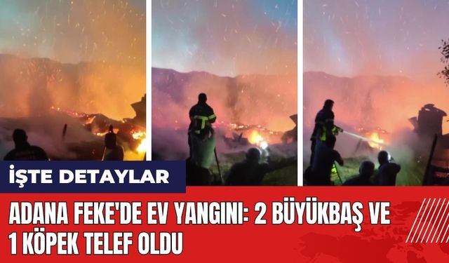 Adana Feke'de ev yangını: 2 büyükbaş ve 1 köpek telef oldu