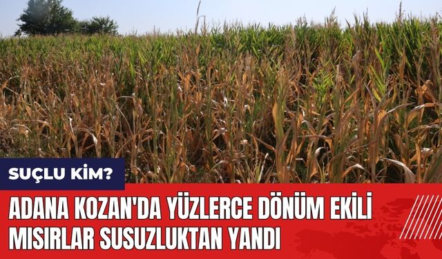 Adana Kozan'da yüzlerce dönüm ekili mısırlar susuzluktan yandı! Suçlu kim?