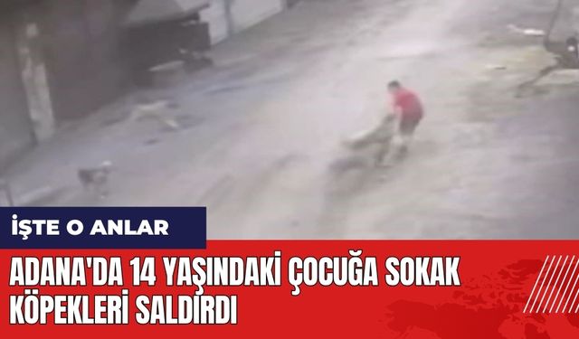 Adana'da 14 yaşındaki çocuğa sokak köpekleri saldırdı