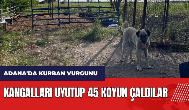 Adana'da kurban vurgunu! Kangalları uyutup 45 koyun çaldılar