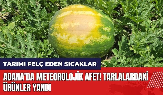 Adana'da meteorolojik afet! Tarlalardaki ürünler yandı