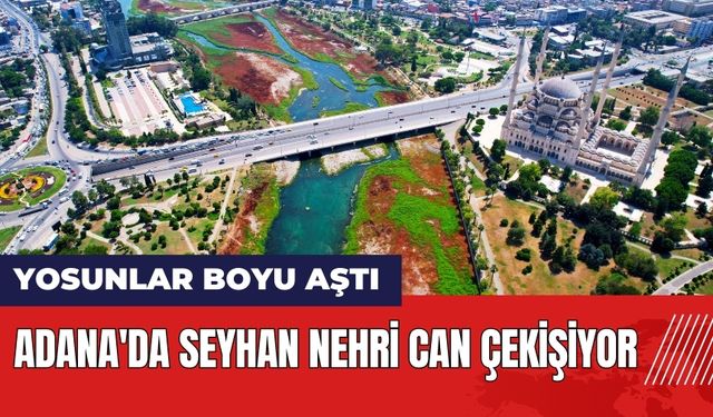 Adana'da Seyhan Nehri can çekişiyor! Yosunlar boyu aştı