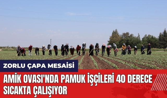 Amik Ovası'nda pamuk işçileri 40 derece sıcakta çalışıyor