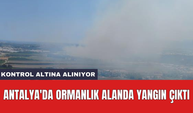 Antalya'da ormanlık alanda yangın çıktı