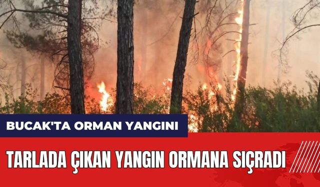 Burdur Bucak'ta orman yangını! Tarlada çıkan yangın ormana sıçradı