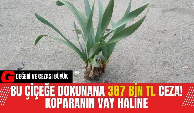 Bu çiçeğe dokunana 387 bin TL Ceza! Koparanın vay haline