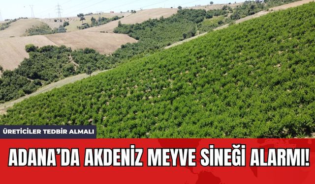 Adana’da Akdeniz Meyve Sineği Alarmı! Üreticiler Tedbir Almalı