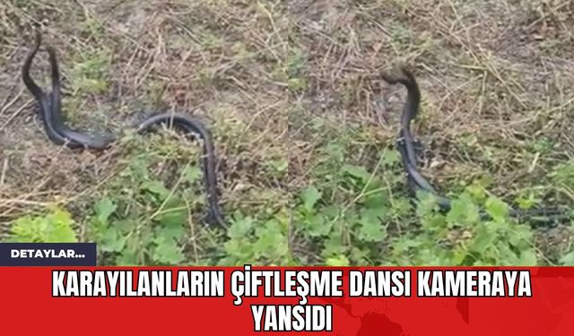 Karayılanların Çiftleşme Dansı Kameraya Yansıdı